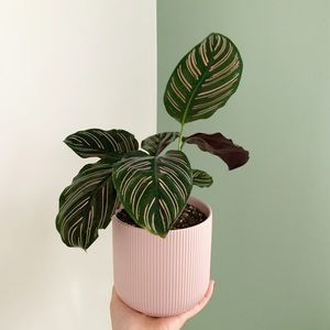 Meet your Posher, YB